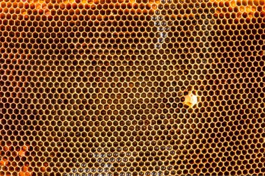 Eski çekti bal arı peteği