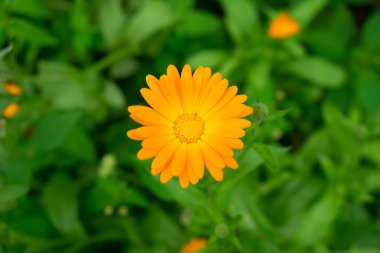 Bahçede çiçek açan calendula