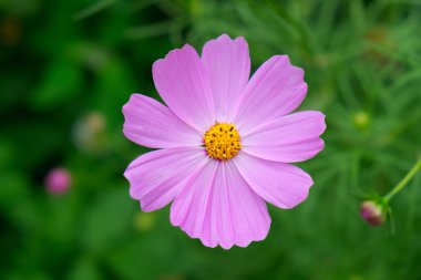 pembe cosmos Çiçek Bahçe