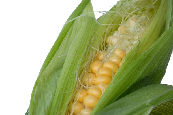 Corn isolated on whie background — Stock Photo, Image