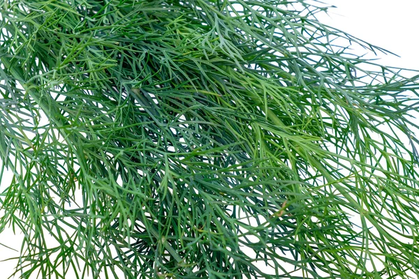 Eneldo verde aislado sobre fondo blanco —  Fotos de Stock