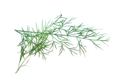 yeşil dereotu beyaz arkaplanda izole edildi.