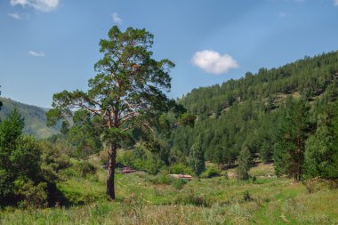 dağlarda güzel çam ağaçları.