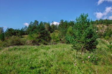 dağlarda güzel çam ağaçları.