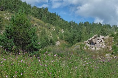 dağlarda güzel çam ağaçları.