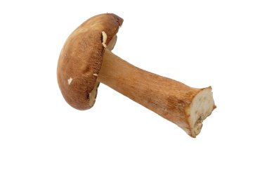 Beyaz izole Porcini mantar Boletus mantarı veya kuruş topuz