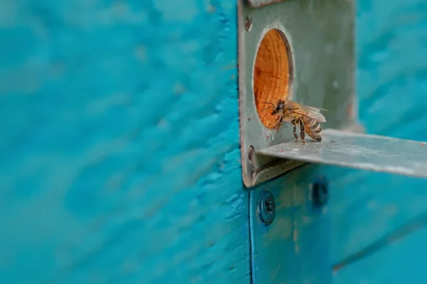 De ingang van de Bijenkorf en bee — Stockfoto