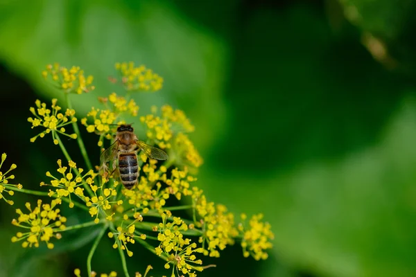 Abeille à miel sur des fleurs d'aneth — Photo