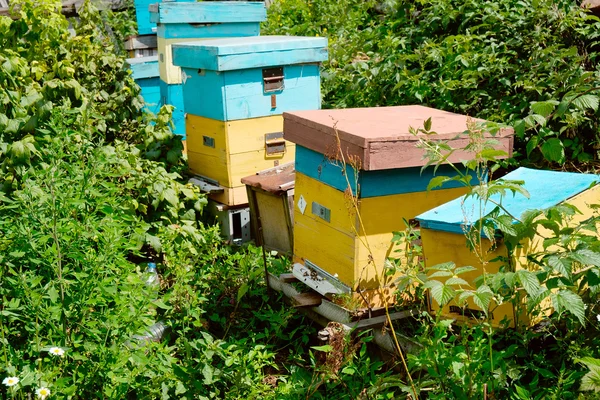 Küçük arı kovanı Bahçe, arı kovanı.