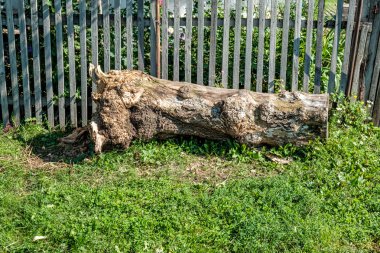 Eski büyük ağaç gövdesi