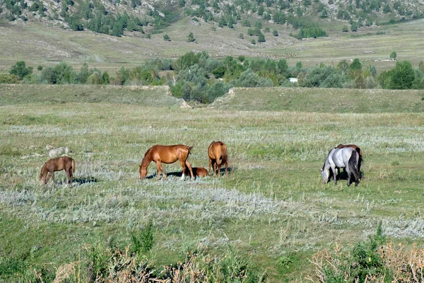 Cavalos pastam em um campo — Fotografia de Stock