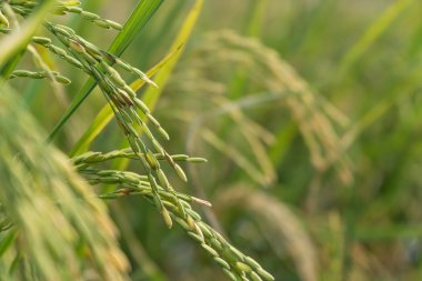 sahada pirinç çiçek