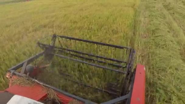 Harvesting rice on the combine harvester in Vietnam field — Stock Video