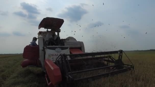 Harvesting rice on the combine harvester in Vietnam field in Tay Ninh at 20/04/2016 — Stock Video