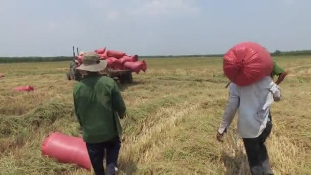 Agricultor está cosechando arroz en Tay Ninh en 20 / 04 / 2016 — Vídeo de stock