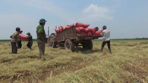 Cosechar arroz después de todo lo que había hecho en Tay Ninh el 20 / 04 / 2016 — Vídeos de Stock