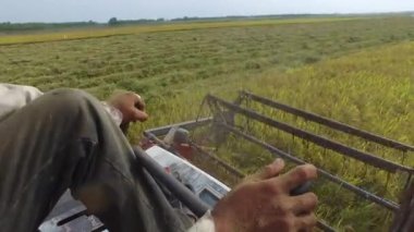 Vietnam alanındaki birleştirme hasat pirinç hasat