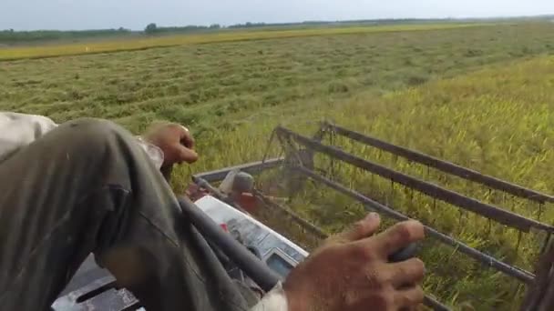 Harvesting rice on the combine harvester in Vietnam field — Stock Video