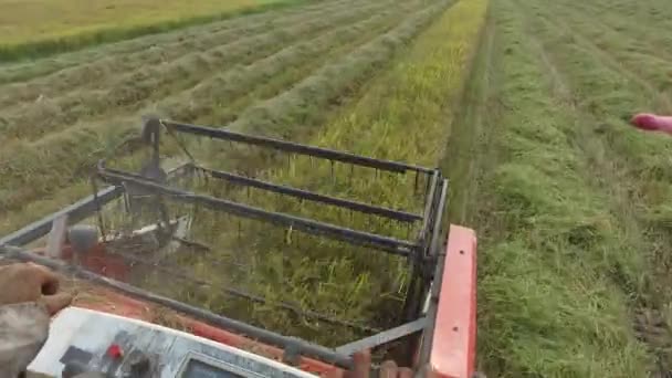 Récolte de riz sur la moissonneuse-batteuse dans le champ de Tay Ninh à Tay Ninh au 20 / 04 / 2016 — Video