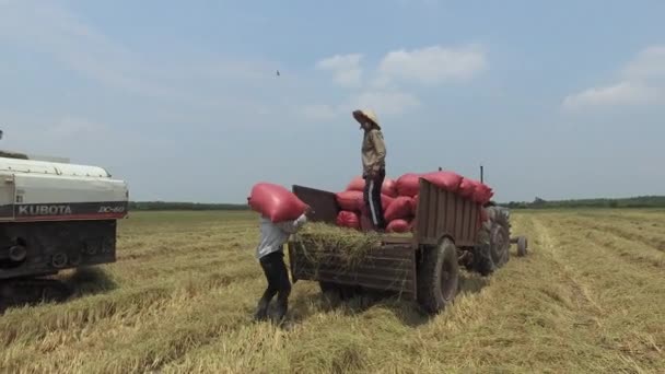 La cosecha de arroz después de cortar en Tay Ninh en 20 / 04 / 2016 — Vídeos de Stock