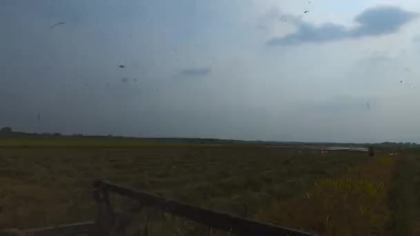 联合收割机收获水稻 — 图库视频影像