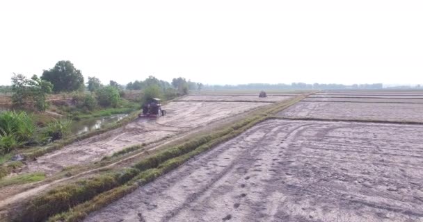 A flor de arroz no campo em Tay Ninh em 20 / 04 / 2016 — Vídeo de Stock