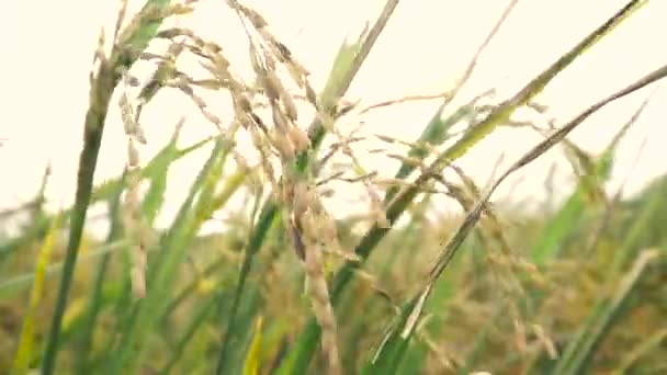 O arroz no campo — Vídeo de Stock