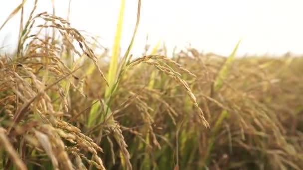 La flor del arroz en el campo — Vídeo de stock