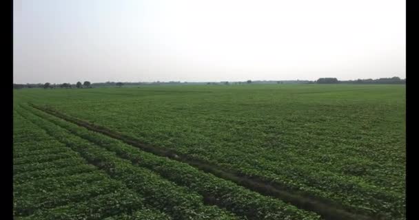 O campo em Tay Ninh — Vídeo de Stock