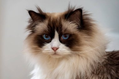 Fluffy Ragdoll cat with blue eyes looking at camera.