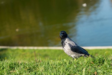 A hooded crow standing on green grass near a calm pond under natural sunlight, with soft background bokeh and peaceful outdoor atmosphere.
