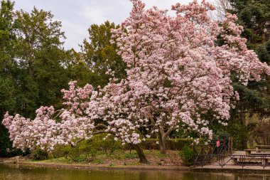 Beautiful cherry blossom tree with pink flowers blooming beside a pond in a peaceful park during springtime.