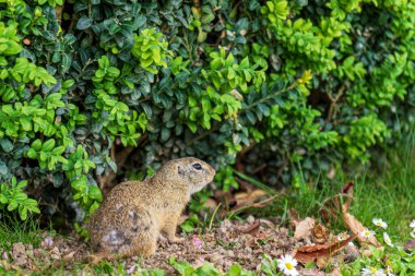 A small wild ground squirrel resting near a green bush in a natural garden setting. Perfect for wildlife, nature, and ecology themes.
