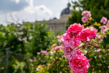 Vibrant pink roses blooming in a lush garden with a historic dome building in the blurred background on a sunny day, capturing the beauty of summer nature and architecture.
