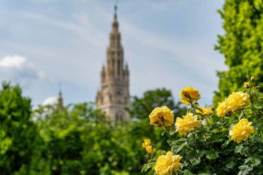 Bright yellow roses in full bloom against a blurred view of a historic city hall tower on a sunny spring day, showcasing beauty, nature, and European architecture.