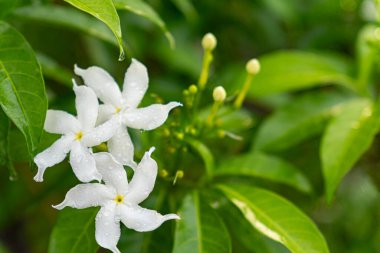 Yeşil yaprakların üzerine taze yağmur damlaları serpiştirilmiş beyaz fırıldak yasemin çiçeklerine yakın çekim, güzellik, tazelik ve tropikal bahçe doğası..