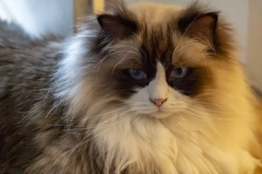 Uzun tüylü, mavi gözlü ve yumuşak kürklü kedi sıcak ışık altında dinleniyor, sakin bir ifade sergiliyor ve lüks kürkünün detaylı dokusu.