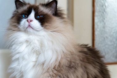 Mavi gözlü, yumuşak kürklü, tüylü, tüylü, doğal ışıkta sakin ve görkemli görünen tüylü bir kedinin yakından çekilmiş portresi. Detaylı doku ve ifadesini gösteriyor..