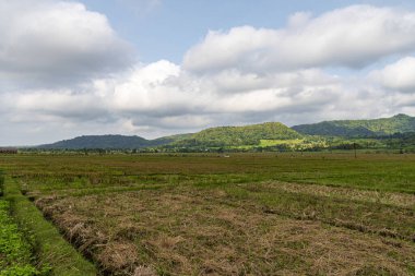 Toplanan pirinç tarlaları, yeşil tepeler ve bulutlu mavi gökyüzü ile huzurlu kırsal alan, doğal güzelliği ve sakin tarım manzarasını gösteriyor..