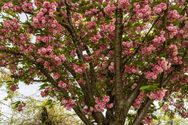 Bir bahar ağacında çiçek açan canlı pembe kiraz çiçekleri, aşağıdan çekilen zengin doku, yumuşak ışık ve bereketli, doğal atmosfer..