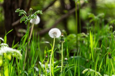 Beyaz karahindiba tohumu başı yumuşak orman arka planında yemyeşil çimlerde duruyor, doğal güneş ışığına yakalanıyor, sakin, taze ve huzurlu bir bahar havası yaratıyor..