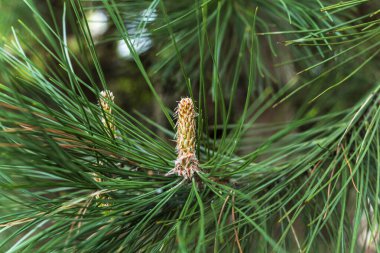 Taze çam iğneleri ve ağaç dalındaki genç çam kozalakları, doğal yeşil tonlar ve sığ alan derinliği doğa, ekoloji ve sağlık temalarına uygun sakin, organik bir ruh hali yaratıyor..