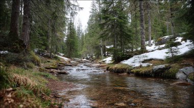 Ormanın güzel manzarası