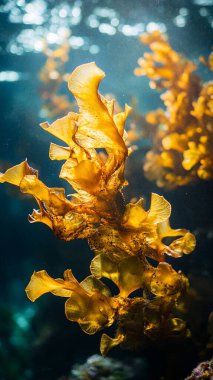 a closeup of a beautiful seaweed under the water under the sunlight in a blurry background