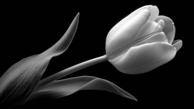 Güzel siyah beyaz lale çiçeği