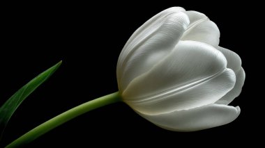 Siyah arkaplanda beyaz lale