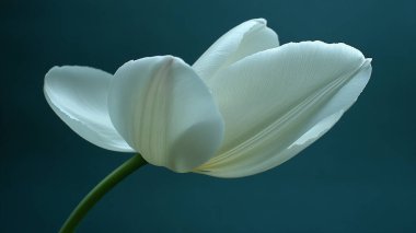 Beyaz lale çiçeğini kapat.