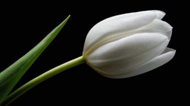 Siyah arkaplanda siyah beyaz çizgili beyaz lale.