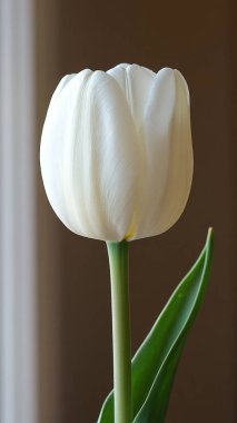 Beyaz lale yakın - yumuşak odaklı