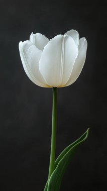 Siyah arka planda beyaz çiçek.